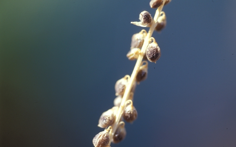 Sweetclover seed capsules